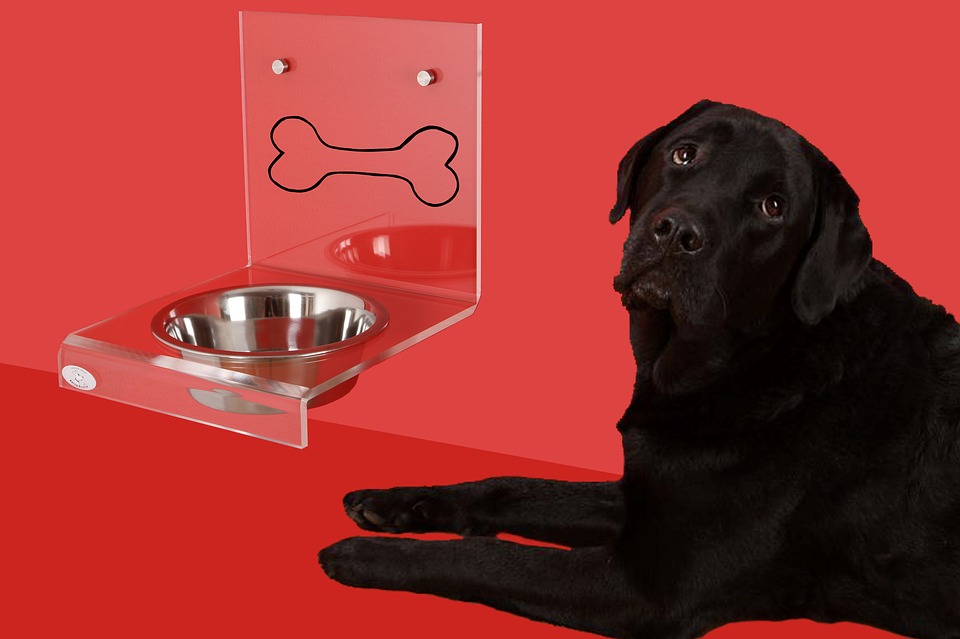 hund mit leeren Futternapf Gesundes Hundefutter