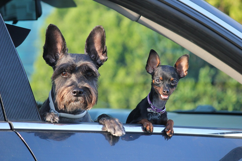 Zwei Hunde im Auto
