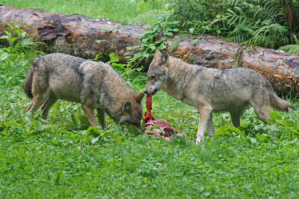 Wölfe die Fleisch essen Artgerechtes Hundefutter