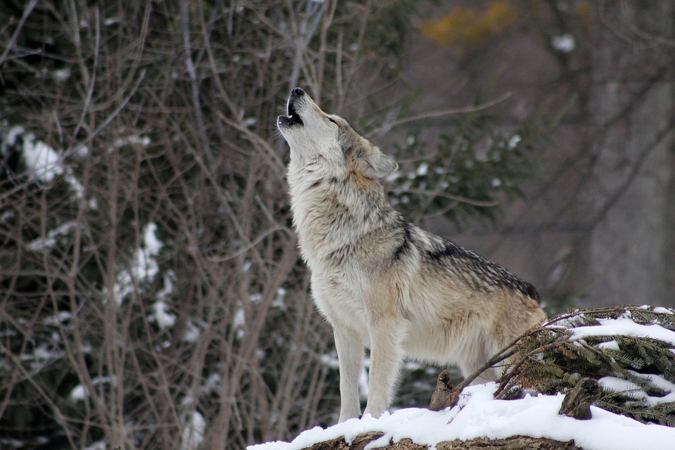 Ein heulender Wolf